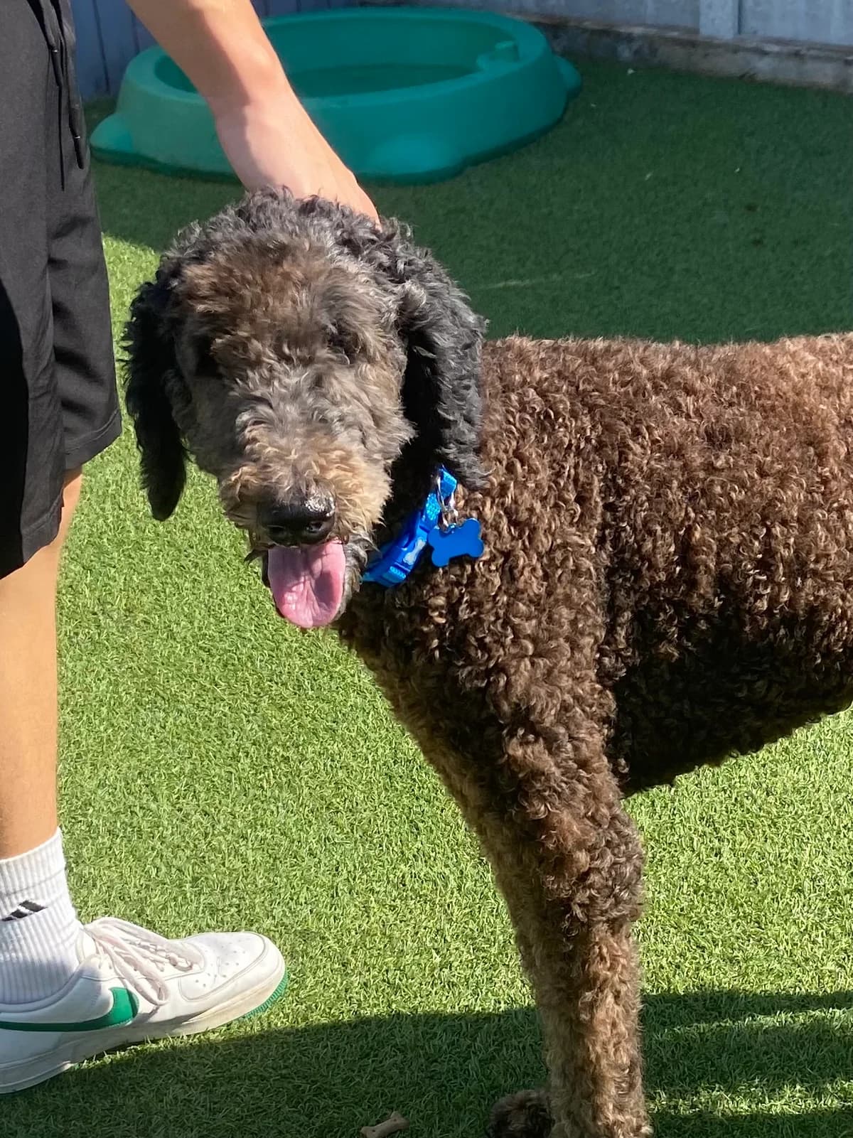 Miles, male senior Poodle for adoption at East Midlands Dog Rescue, Enderby