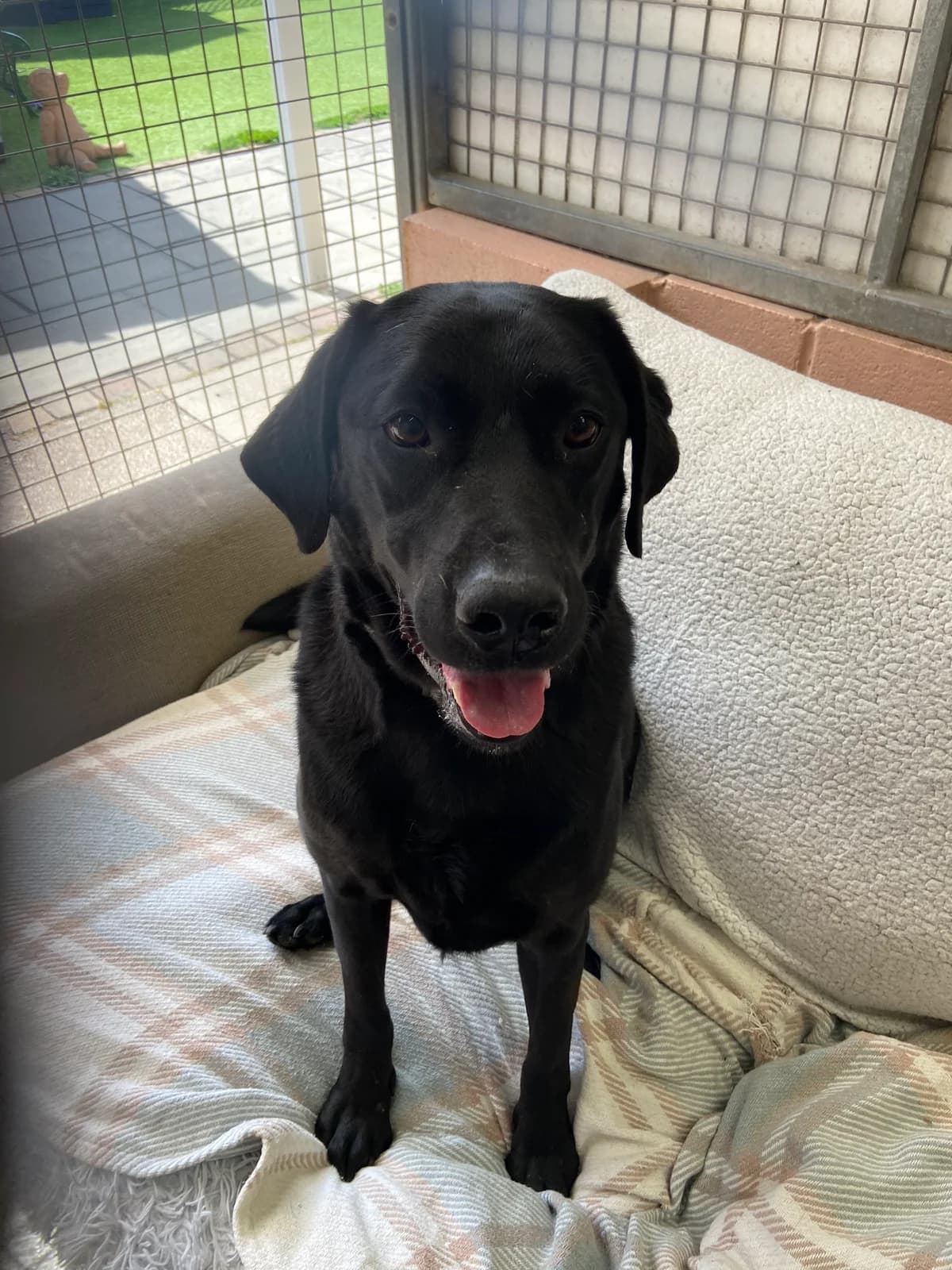 Milo, male Labrador Retriever for adoption at East Midlands Dog Rescue, Enderby