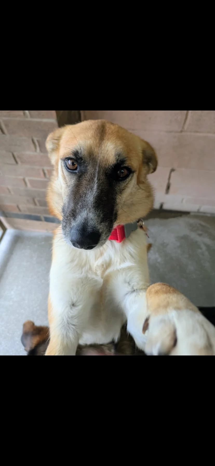 Heinz, male young Mixed Breed for adoption at East Midlands Dog Rescue, Enderby