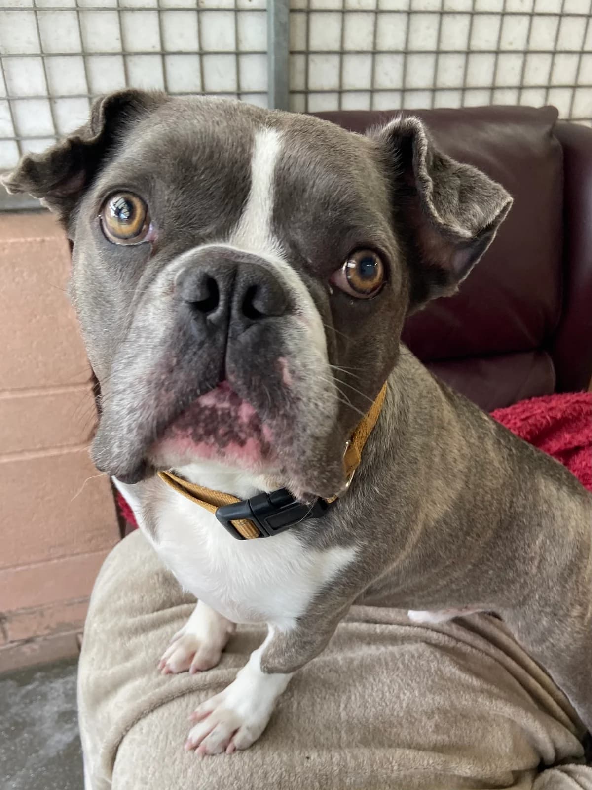 Stitch, male 4yo English Bulldog for adoption at East Midlands Dog Rescue, Enderby