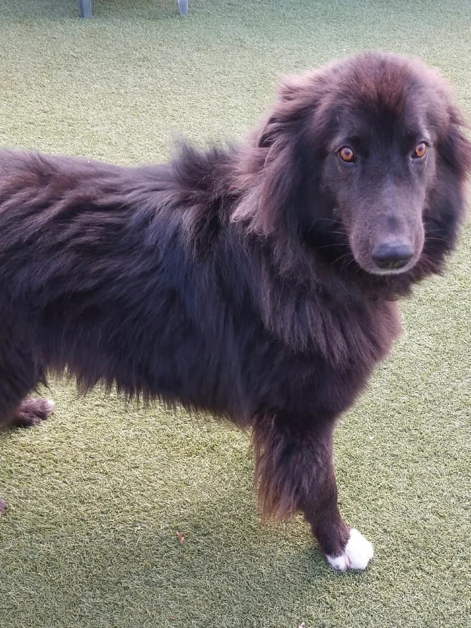 Jimmy, male 5yo Mixed Breed for adoption at East Midlands Dog Rescue, Enderby