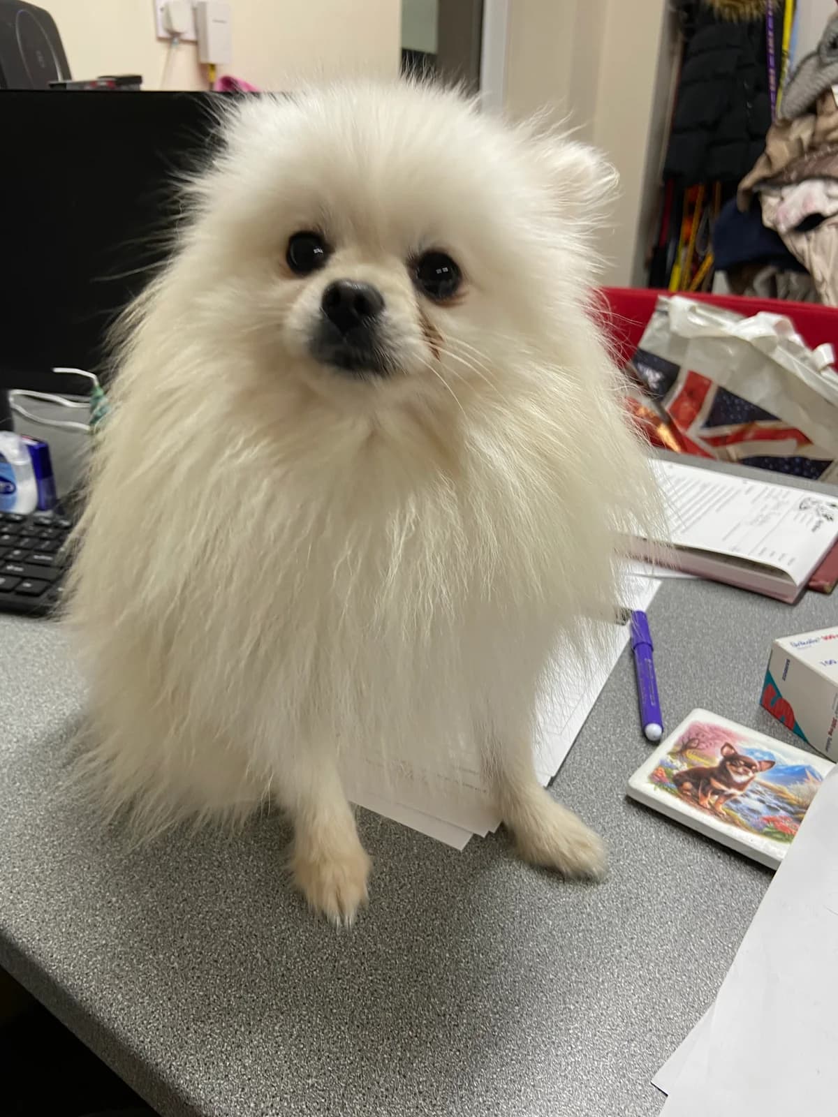Ronnie, male young Pomeranian for adoption at East Midlands Dog Rescue, Enderby