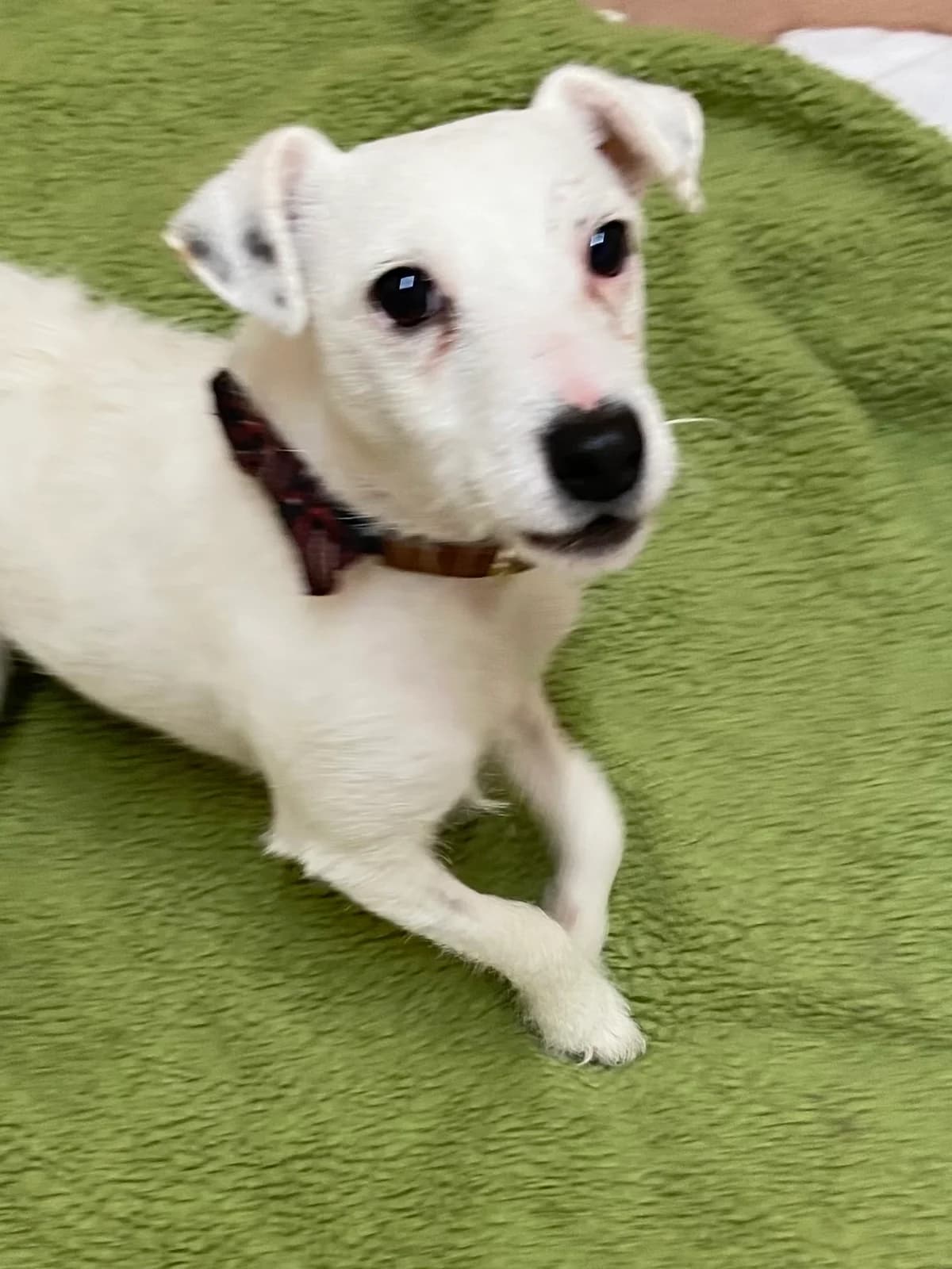 Ginny, female young Jack Russell Terrier for adoption at East Midlands Dog Rescue, Enderby