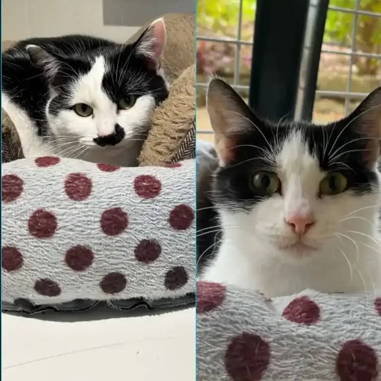 Lemmy & Tasha, female young Mixed Breed Cat for adoption at Eden Animal Rescue, Temple Sowerby
