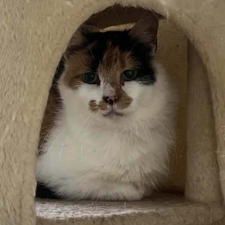 Sadie, female senior Mixed Breed Cat for adoption at Eden Animal Rescue, Temple Sowerby