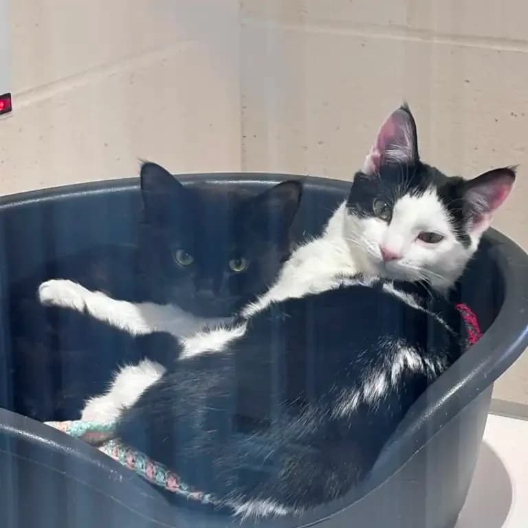 Ebony & Ivory, female puppy Mixed Breed Cat for adoption at Eden Animal Rescue, Temple Sowerby