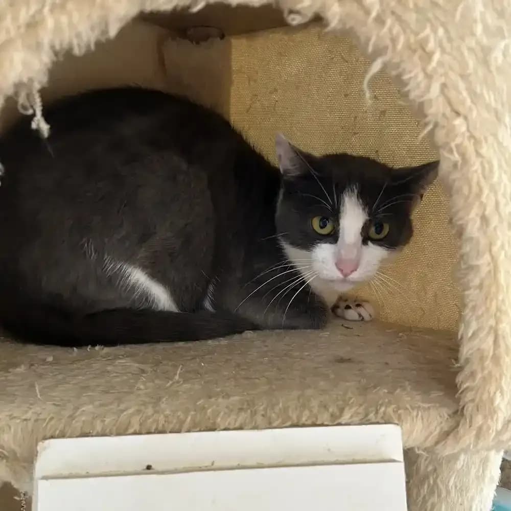 June, female young Mixed Breed for adoption at Eden Animal Rescue, Temple Sowerby
