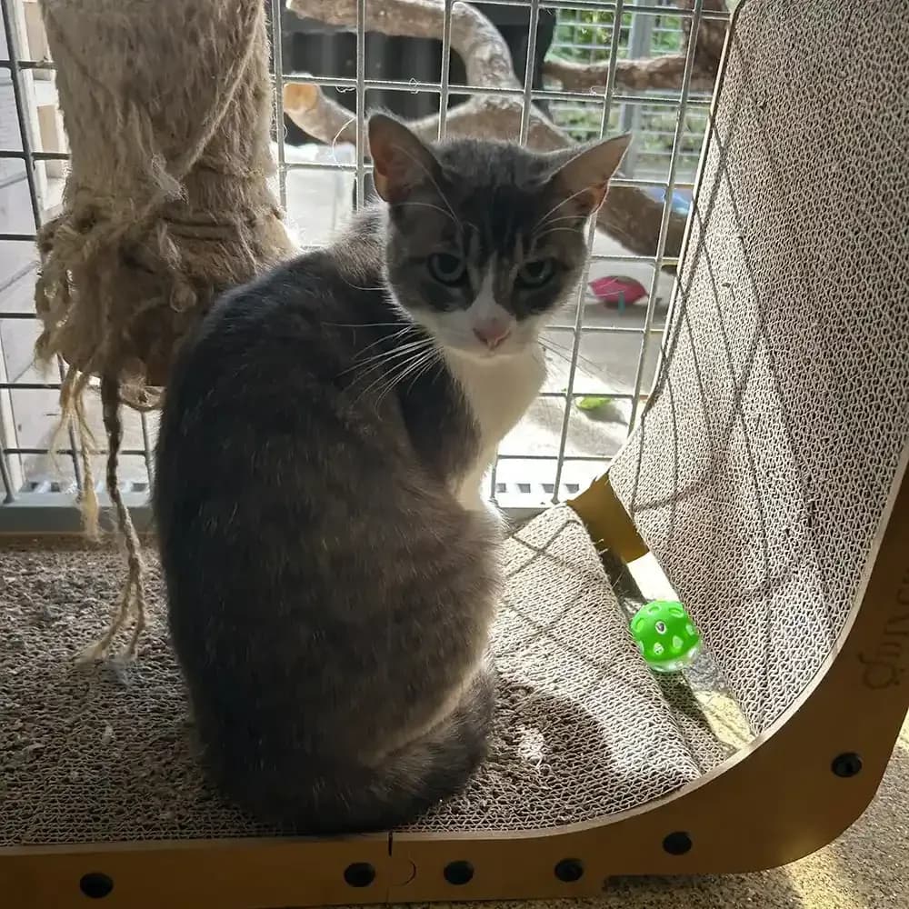 Elena, female young Mixed Breed for adoption at Eden Animal Rescue, Temple Sowerby