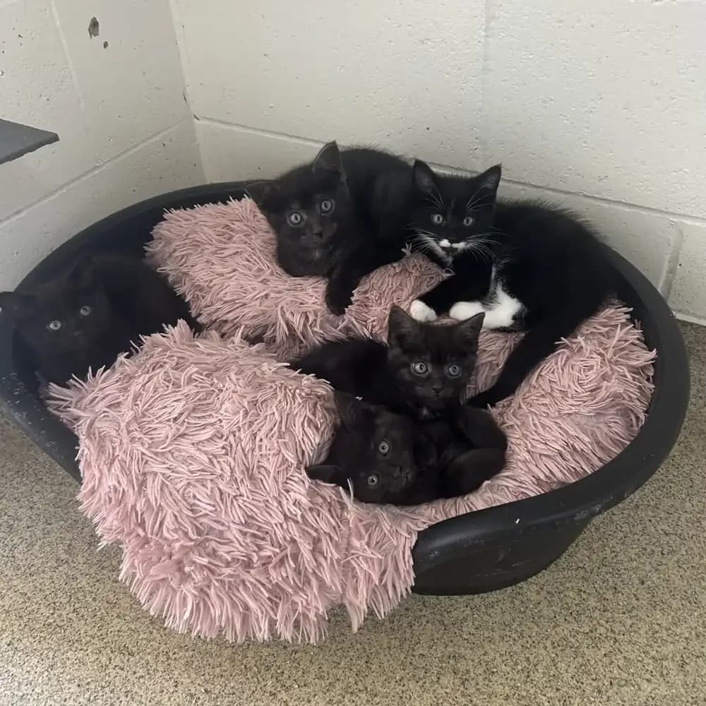 Nutella's Kittens, male puppy Mixed Breed for adoption at Eden Animal Rescue, Temple Sowerby