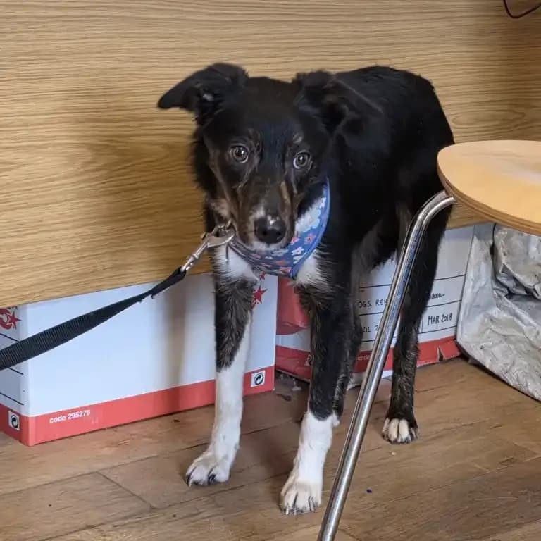 Thistle, puppy Border Collie for adoption at Eden Animal Rescue, Temple Sowerby