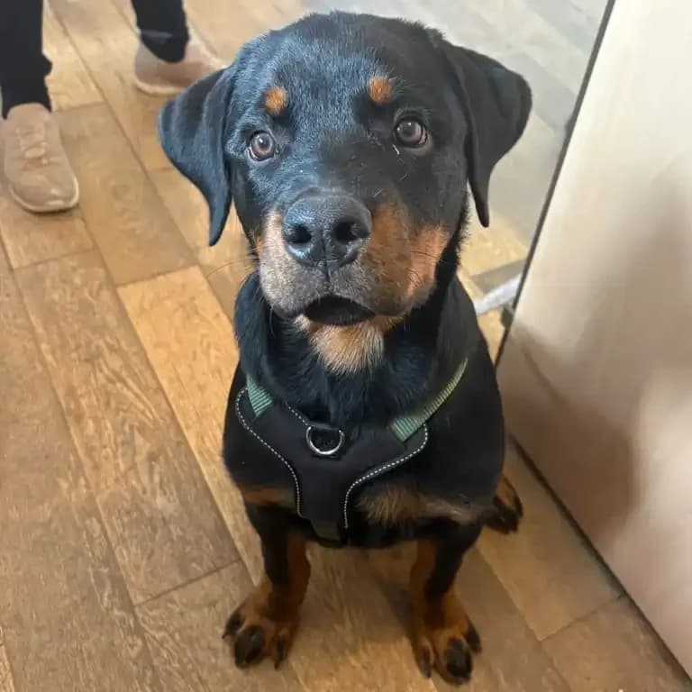Kaiser, Rottweiler for adoption at Eden Animal Rescue, Temple Sowerby