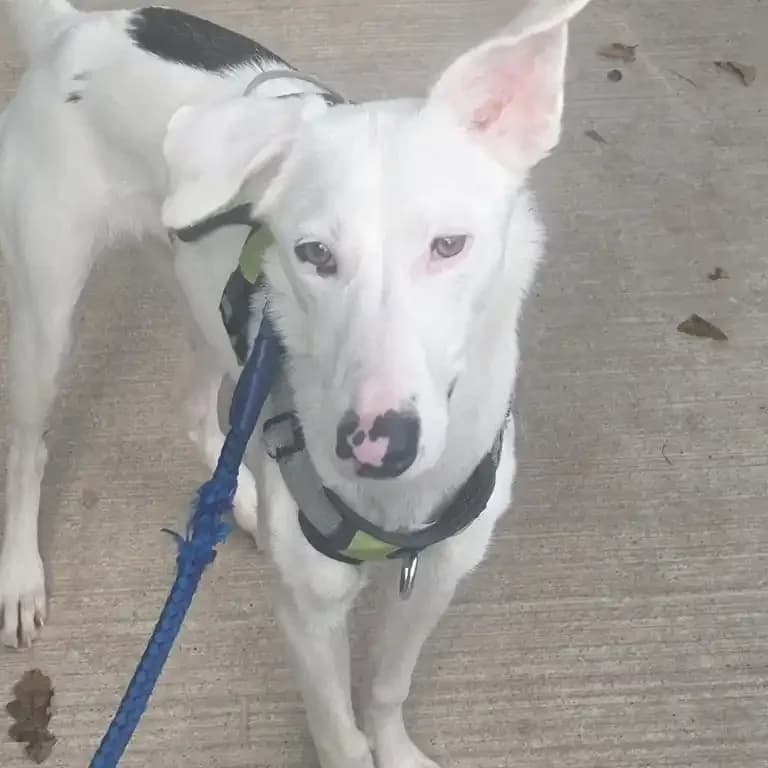 Sammy, puppy Lurcher for adoption at Eden Animal Rescue, Temple Sowerby