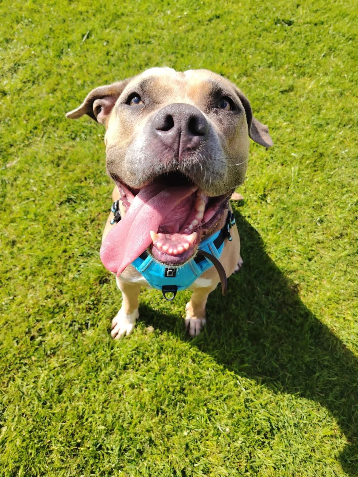 April, female 5yo Staffordshire Bull Terrier for adoption at Edinburgh Dog and Cat Home, Edinburgh