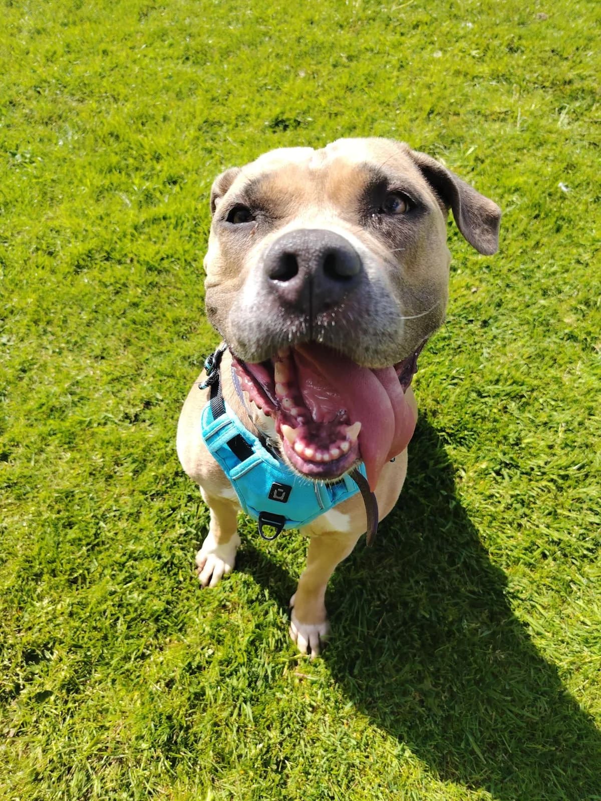 April, female 5yo Staffordshire Bull Terrier for adoption at Edinburgh Dog and Cat Home, Edinburgh