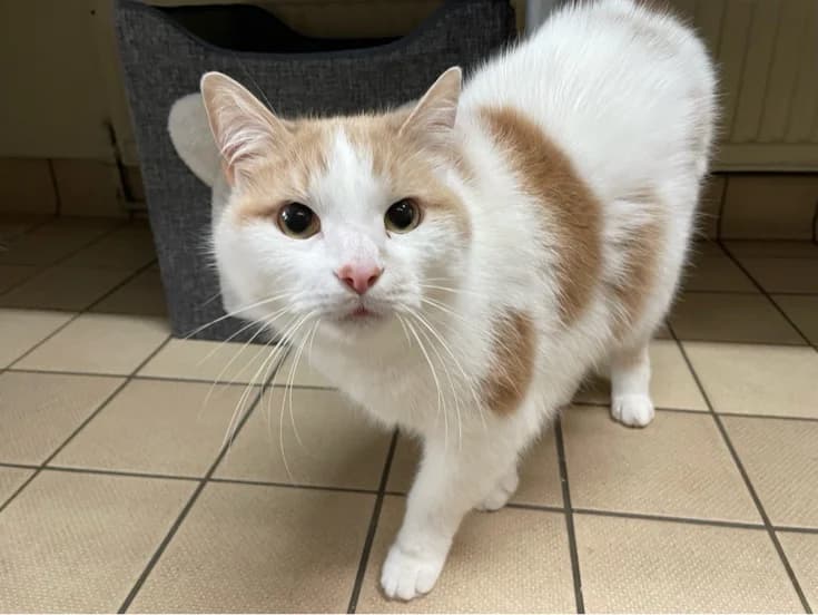 Badger & OβMally, male senior Mixed Breed Cat for adoption at Edinburgh Dog and Cat Home, Edinburgh