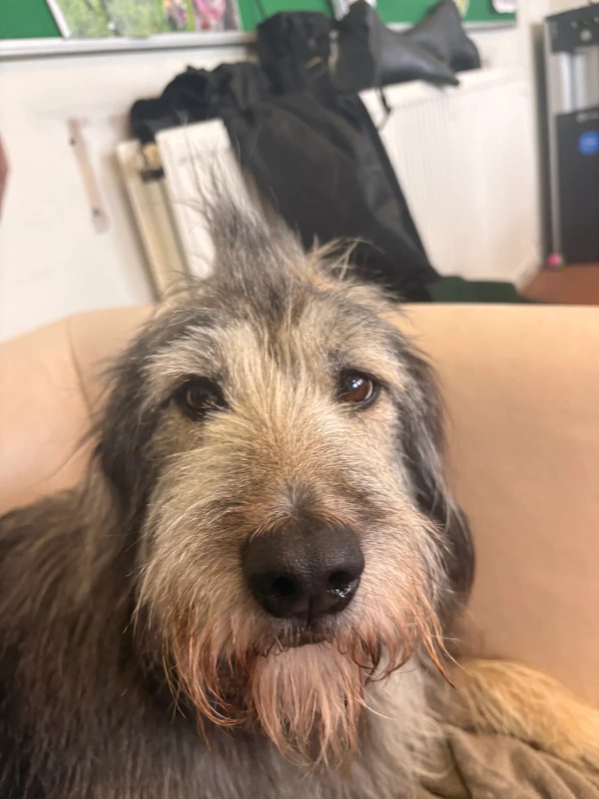 Bear, male 7yo Collie for adoption at Edinburgh Dog and Cat Home, Edinburgh