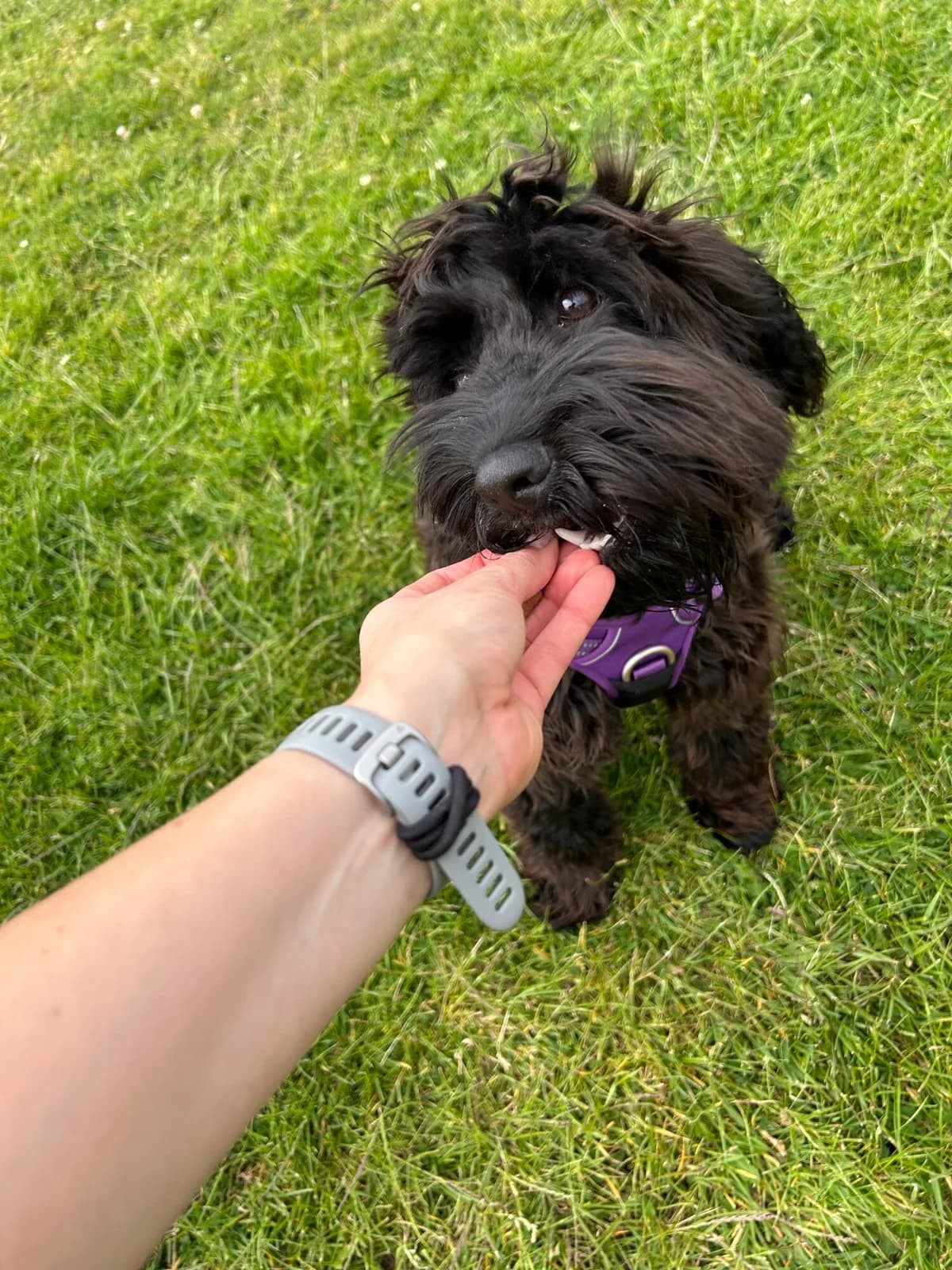 Bella, female puppy Cockapoo for adoption at Edinburgh Dog and Cat Home, Edinburgh