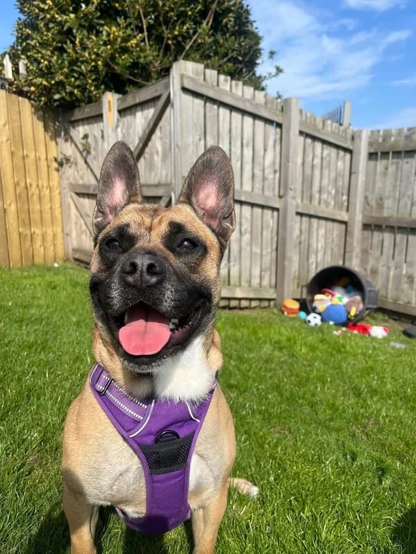 Bella, female 3yo English Bulldog for adoption at Edinburgh Dog and Cat Home, Edinburgh