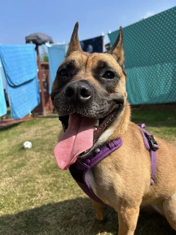 Bella, female 3yo English Bulldog for adoption at Edinburgh Dog and Cat Home, Edinburgh