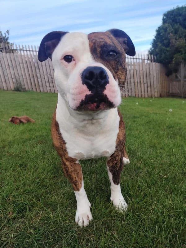 Boris, male 5yo Staffordshire Bull Terrier for adoption at Edinburgh Dog and Cat Home, Edinburgh