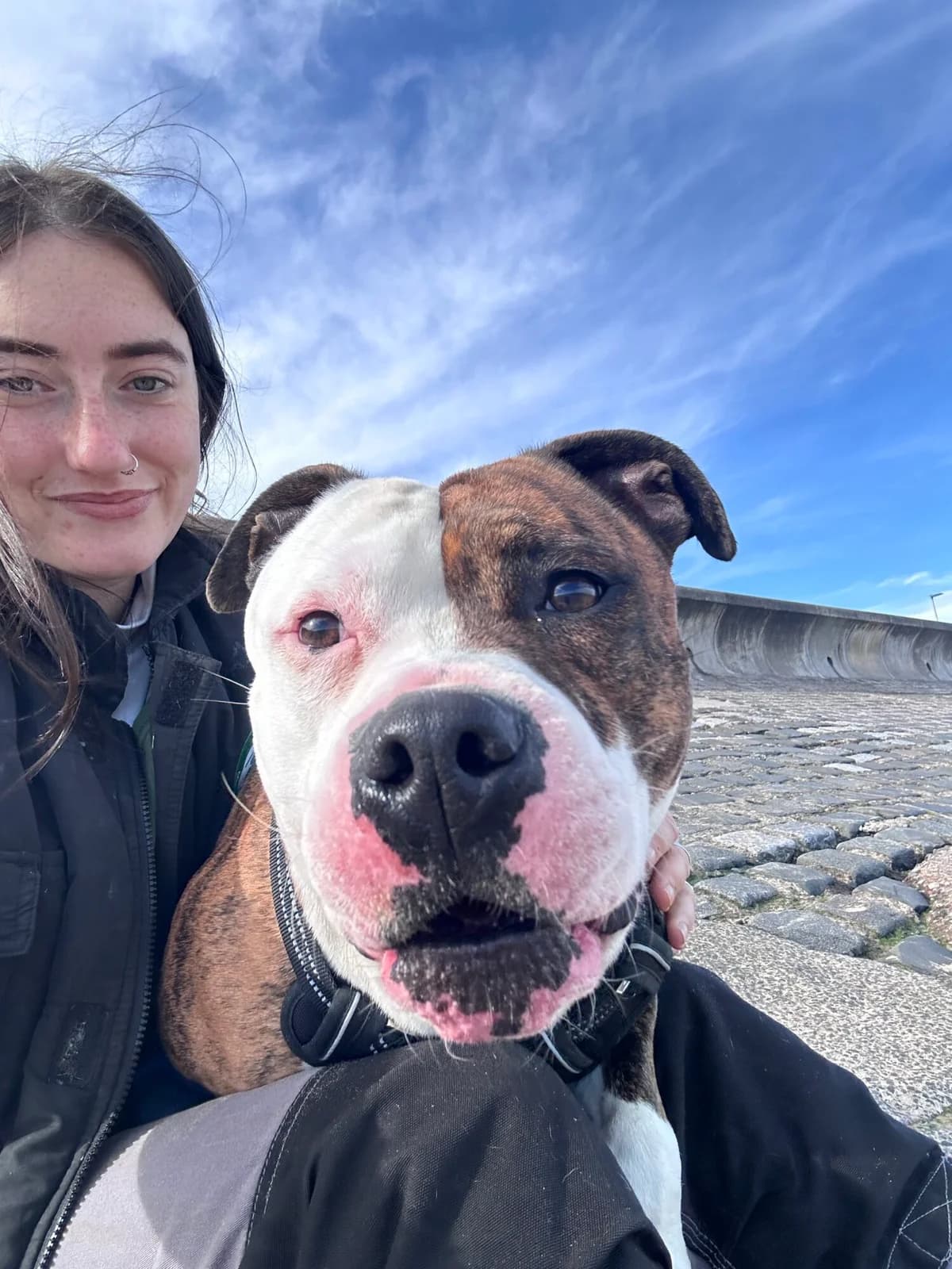 Boris, male 5yo Staffordshire Bull Terrier for adoption at Edinburgh Dog and Cat Home, Edinburgh