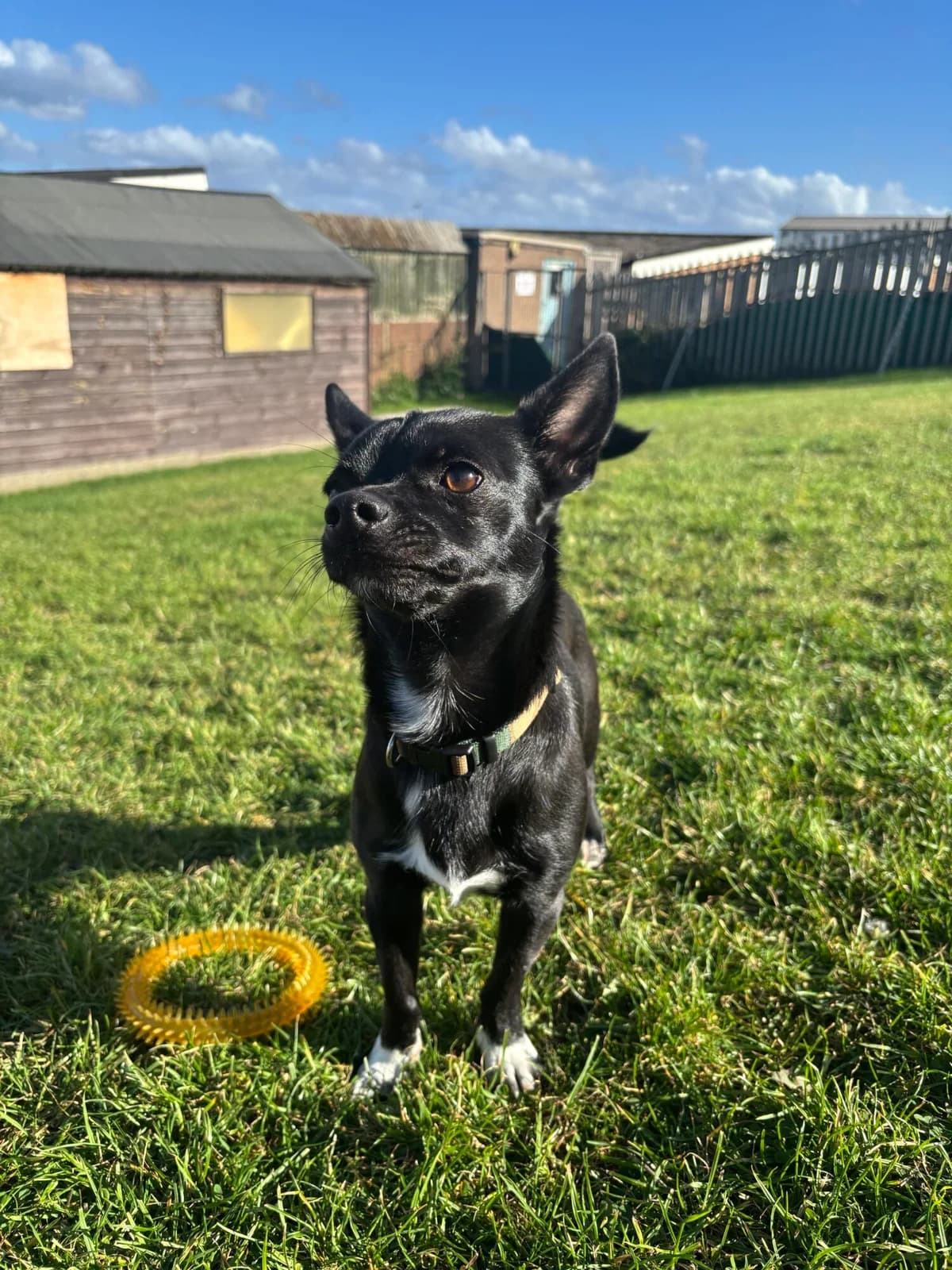 Carlos, male 3yo Chihuahua for adoption at Edinburgh Dog and Cat Home, Edinburgh