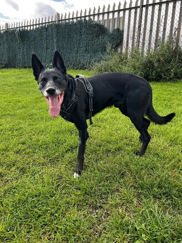 Chance, male 4yo Collie for adoption at Edinburgh Dog and Cat Home, Edinburgh