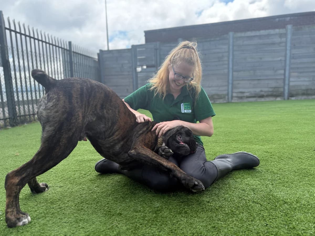 Chewy, male 4yo Mastiff for adoption at Edinburgh Dog and Cat Home, Edinburgh