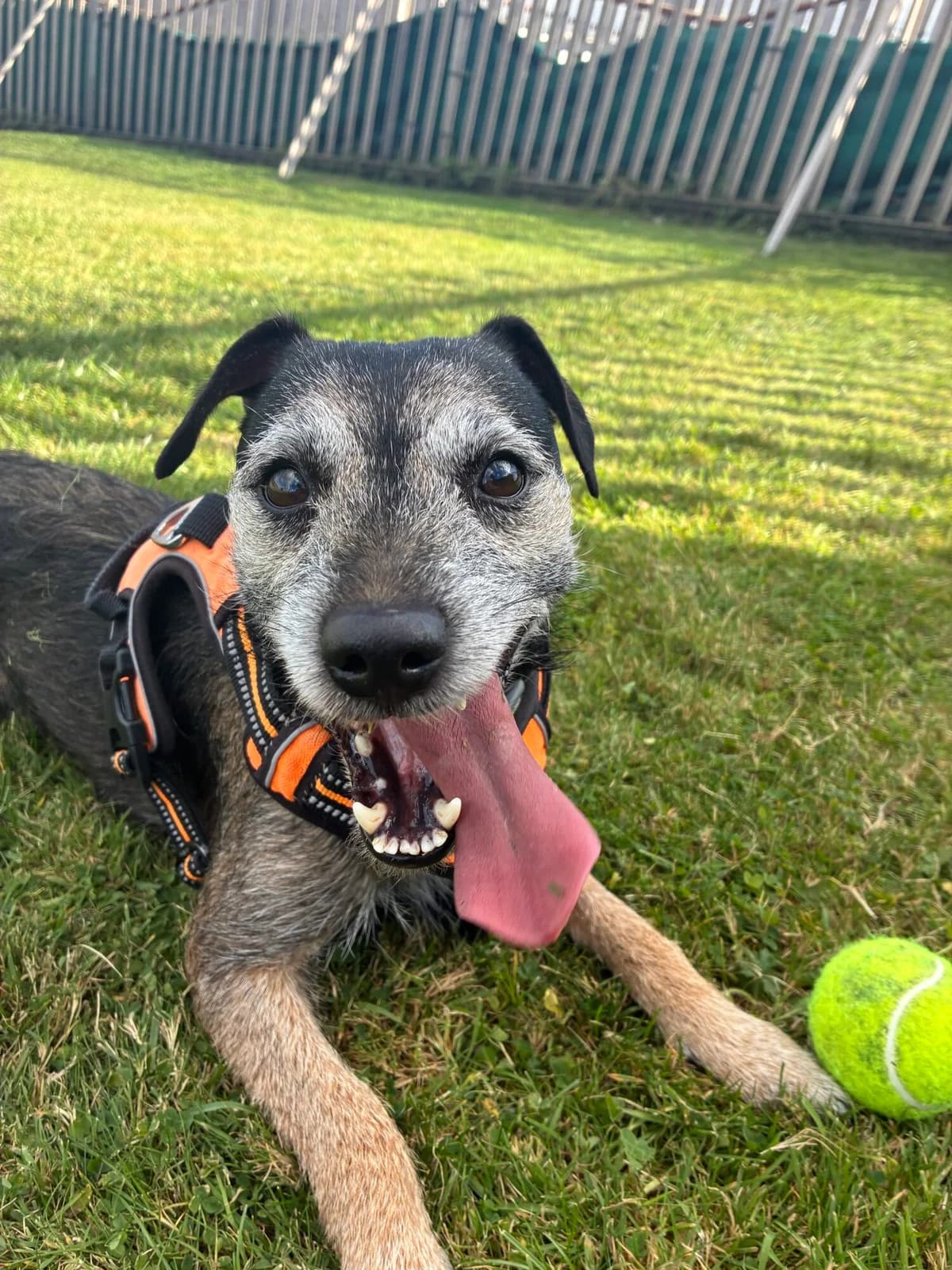 Chewy, male 3yo mixed breed for adoption at Edinburgh Dog and Cat Home, Edinburgh