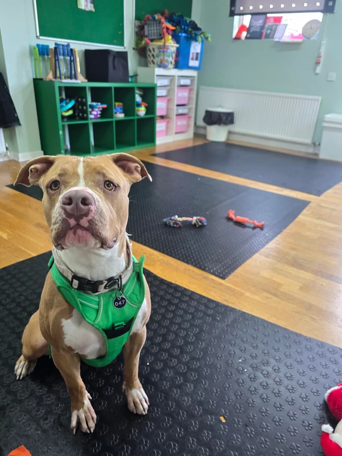 Cindy Lou, female young English Bulldog for adoption at Edinburgh Dog and Cat Home, Edinburgh
