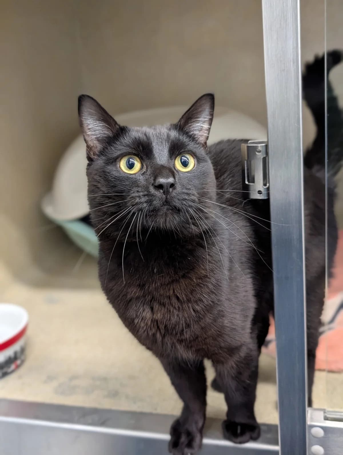 Coal, male young Mixed Breed Cat for adoption at Edinburgh Dog and Cat Home, Edinburgh