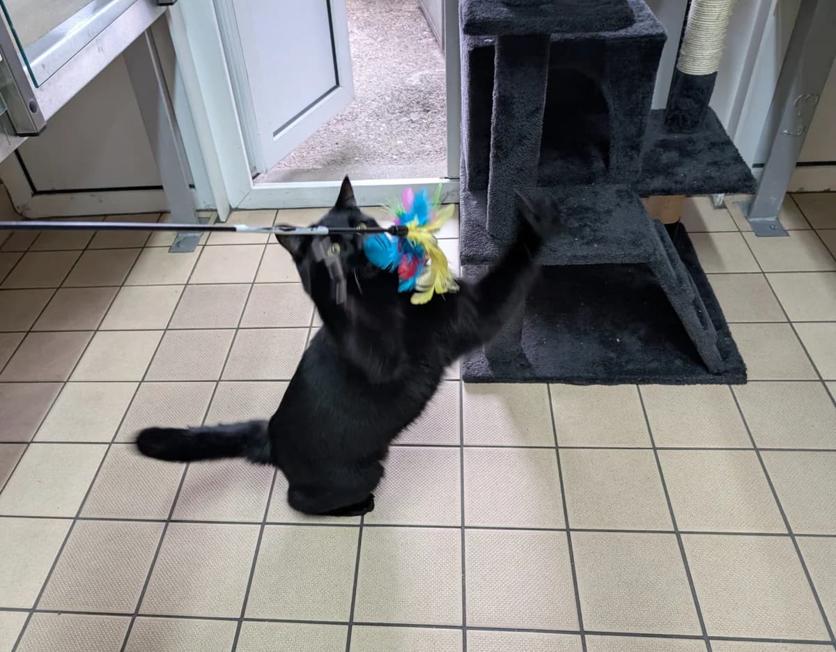 Coal, male young Mixed Breed Cat for adoption at Edinburgh Dog and Cat Home, Edinburgh