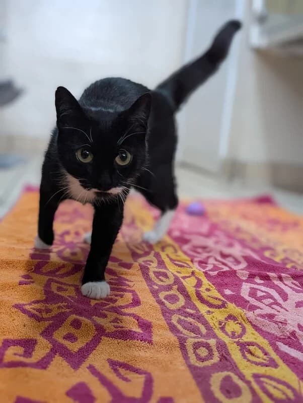 Crumpet, female 6yo Mixed Breed Cat for adoption at Edinburgh Dog and Cat Home, Edinburgh