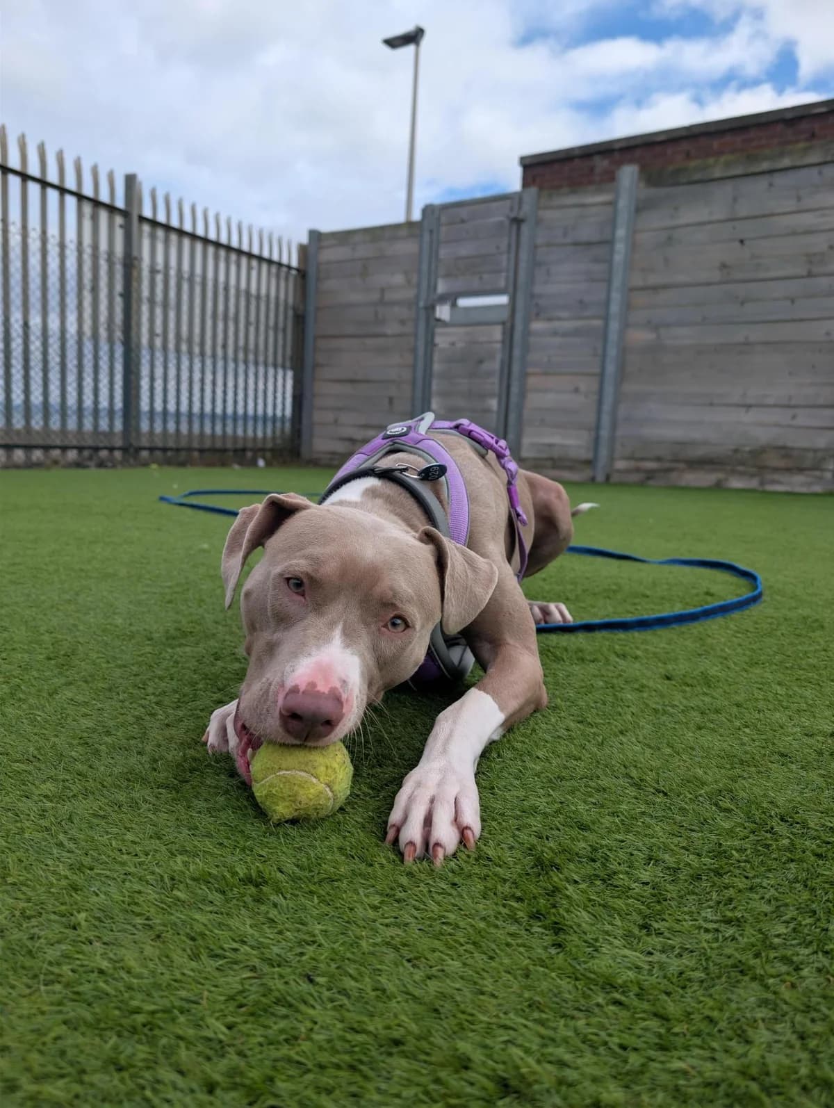 Dahlia, female 3yo Staffordshire Bull Terrier for adoption at Edinburgh Dog and Cat Home, Edinburgh