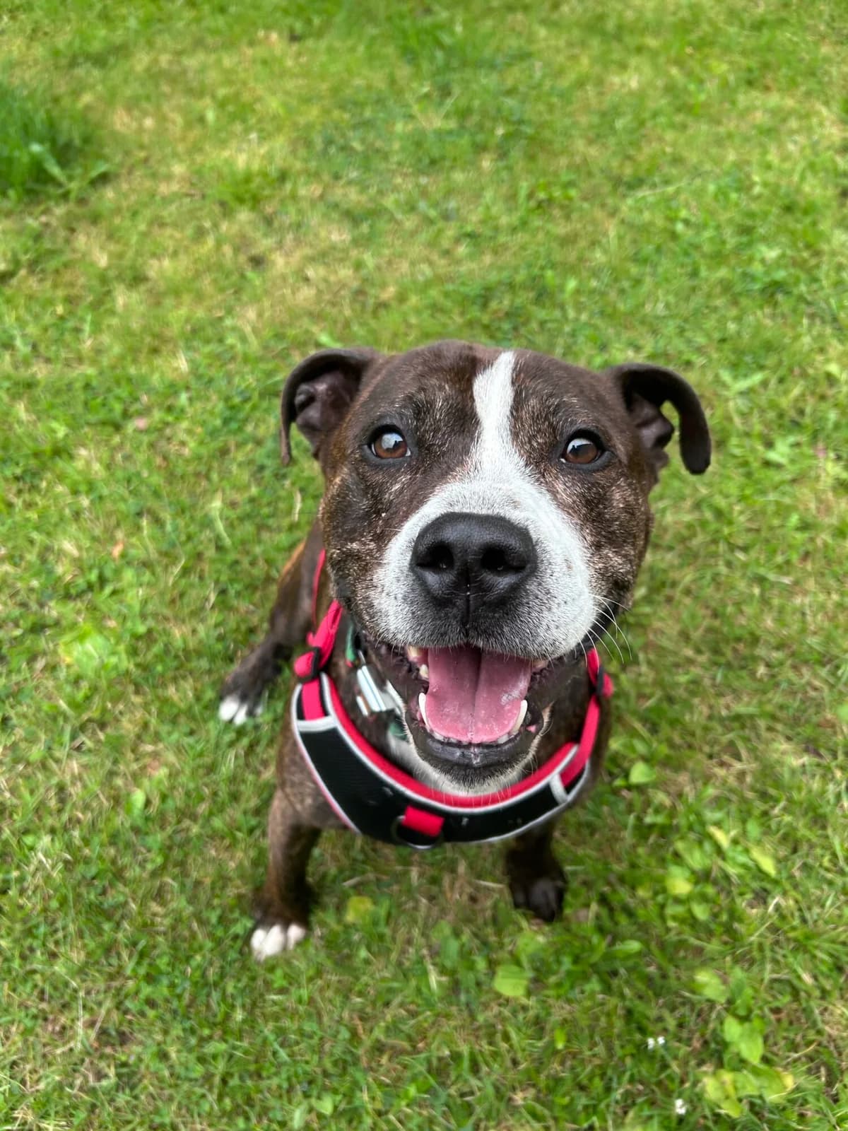 Dave, male 5yo Staffordshire Bull Terrier for adoption at Edinburgh Dog and Cat Home, Edinburgh