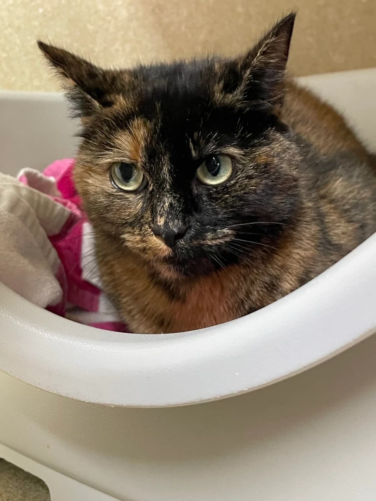 Doris & Benjamin Button, 3yo Mixed Breed Cat for adoption at Edinburgh Dog and Cat Home, Edinburgh