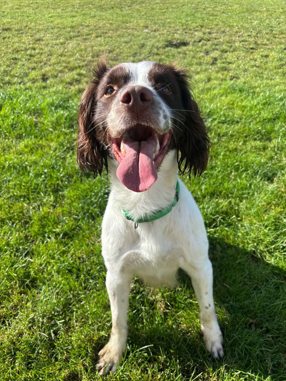 Duke, male young mixed breed for adoption at Edinburgh Dog and Cat Home, Edinburgh