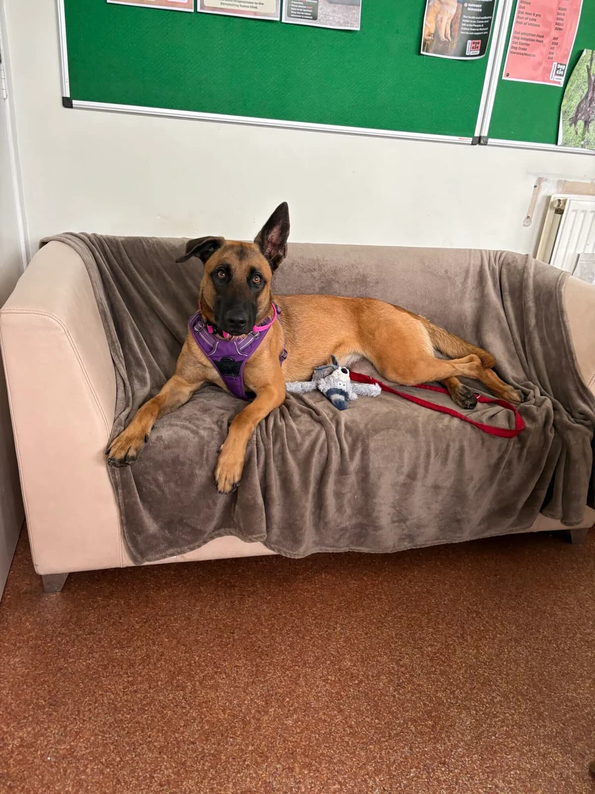 Ferry, female young Belgian Malinois for adoption at Edinburgh Dog and Cat Home, Edinburgh