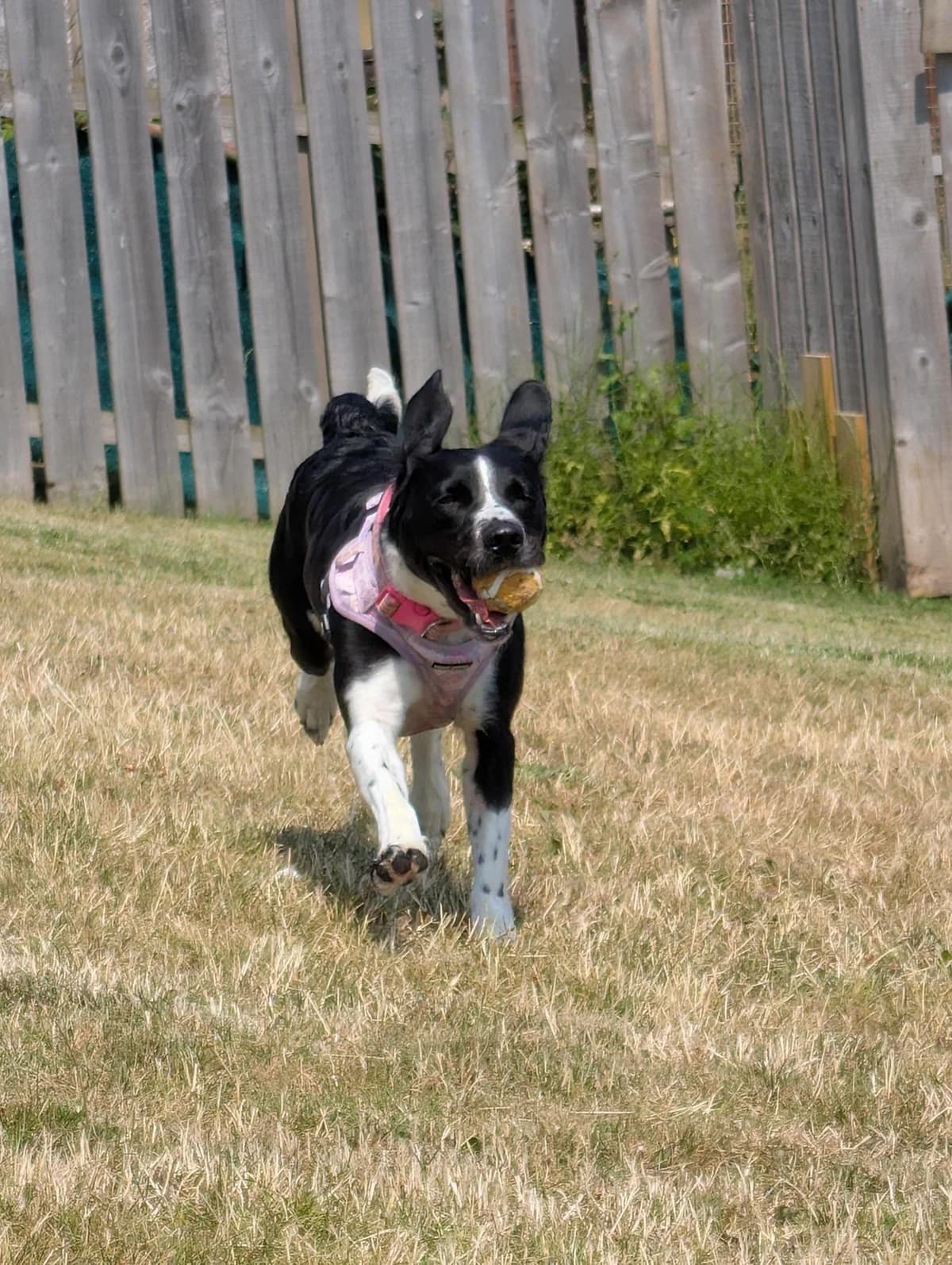 Freya, female young Collie for adoption at Edinburgh Dog and Cat Home, Edinburgh