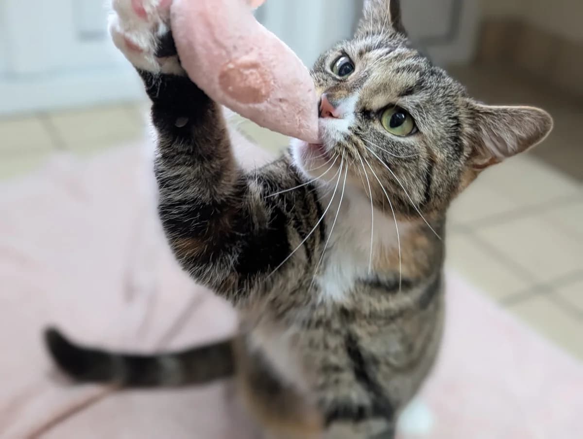 Freyja, female 4yo Mixed Breed Cat for adoption at Edinburgh Dog and Cat Home, Edinburgh