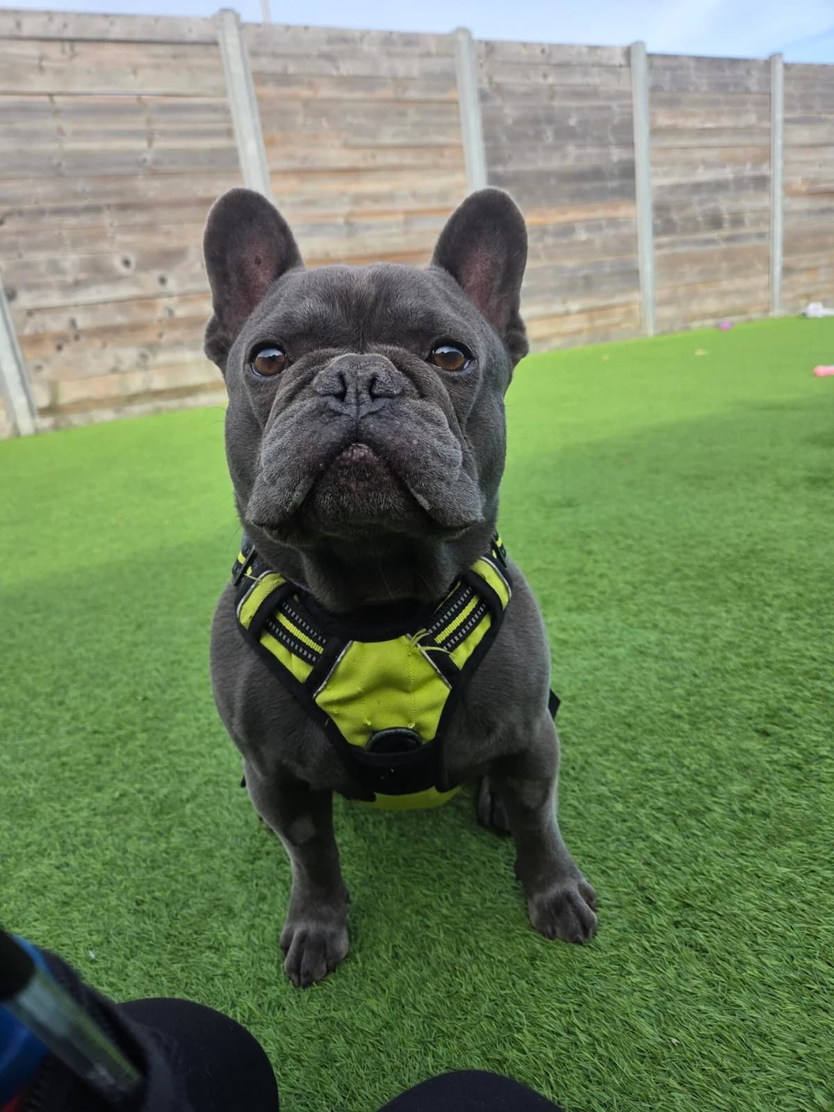 Gus, male 6yo English Bulldog for adoption at Edinburgh Dog and Cat Home, Edinburgh