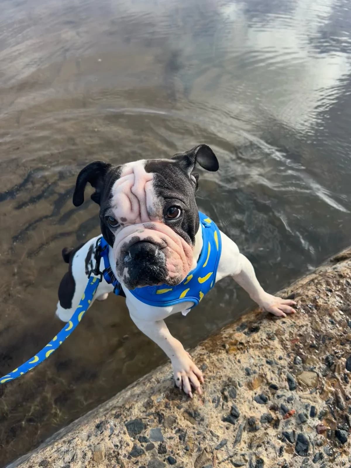 Gus, male English Bulldog for adoption at Edinburgh Dog and Cat Home, Edinburgh