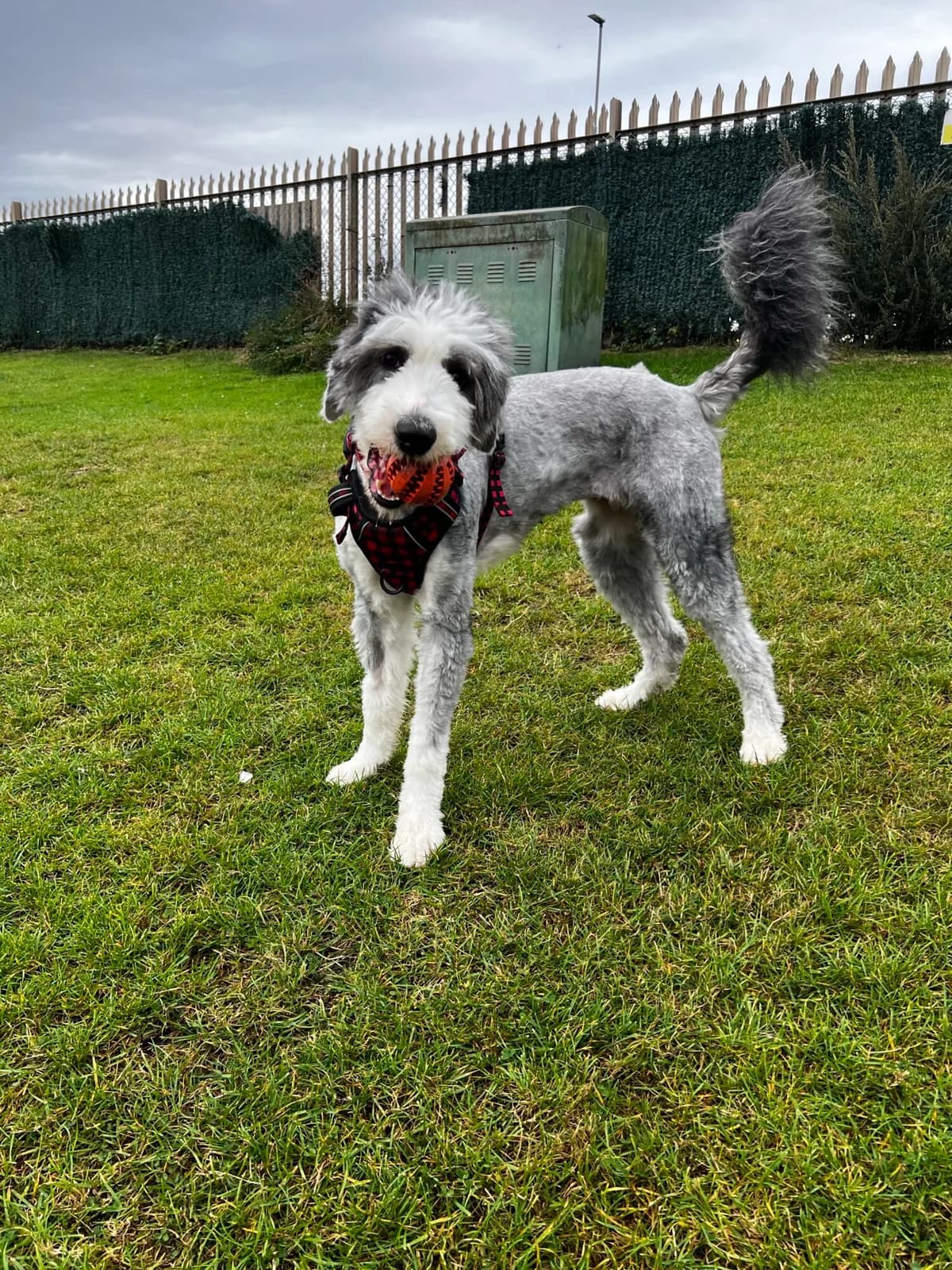 Honey, female young Old English Sheepdog for adoption at Edinburgh Dog and Cat Home, Edinburgh