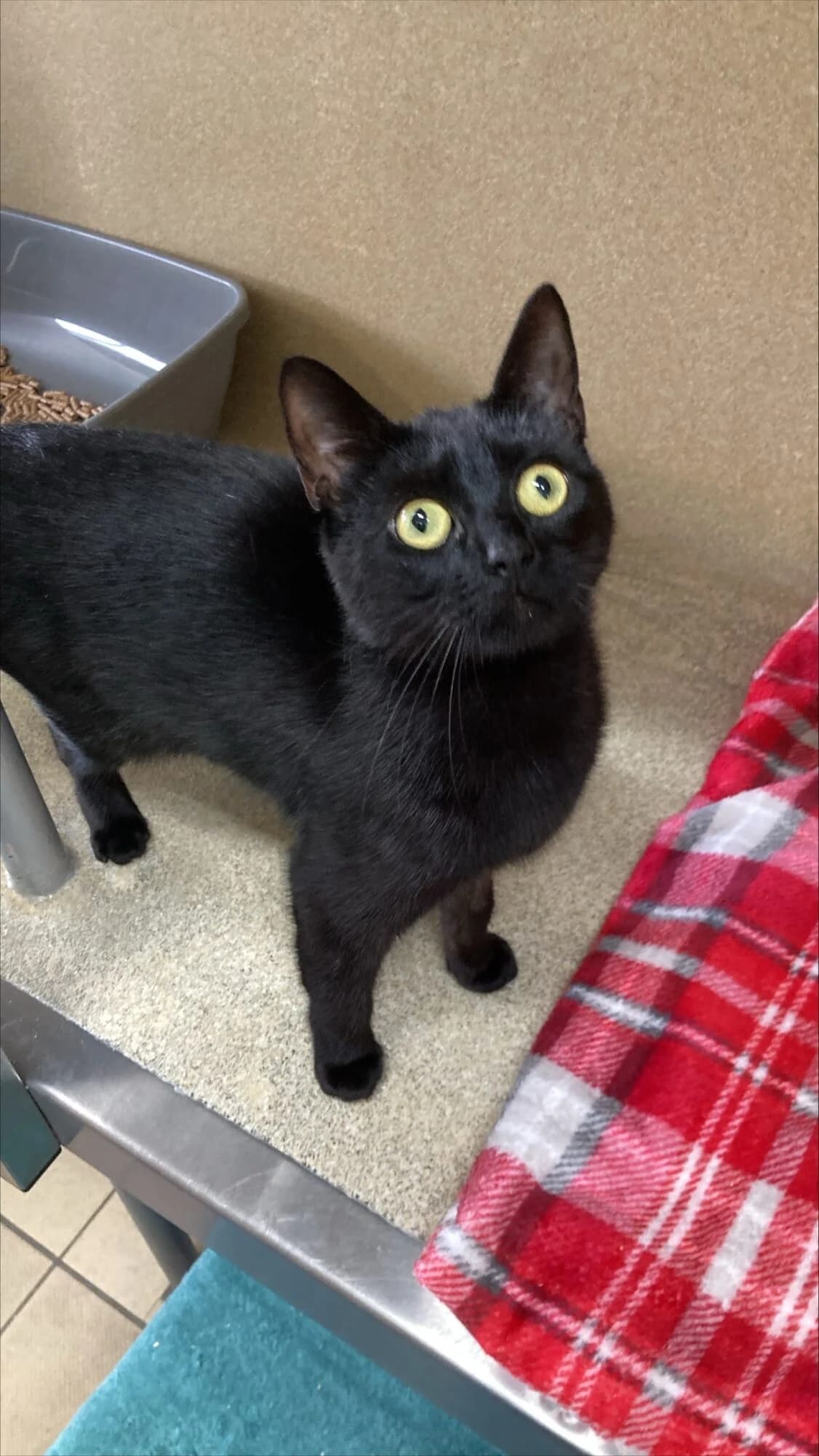 Indy, female puppy Mixed Breed Cat for adoption at Edinburgh Dog and Cat Home, Edinburgh