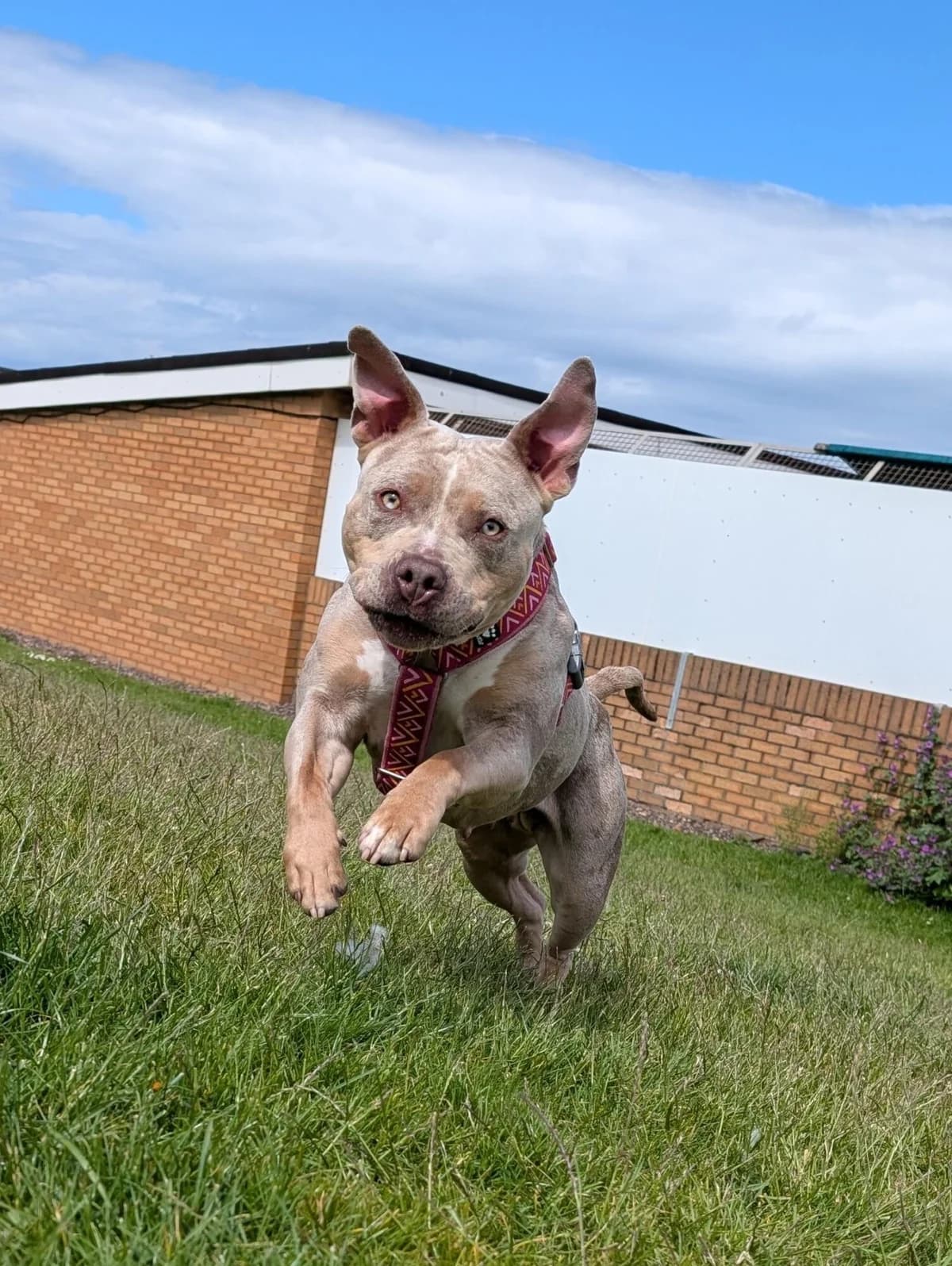 Ivy, female 3yo Staffordshire Bull Terrier for adoption at Edinburgh Dog and Cat Home, Edinburgh