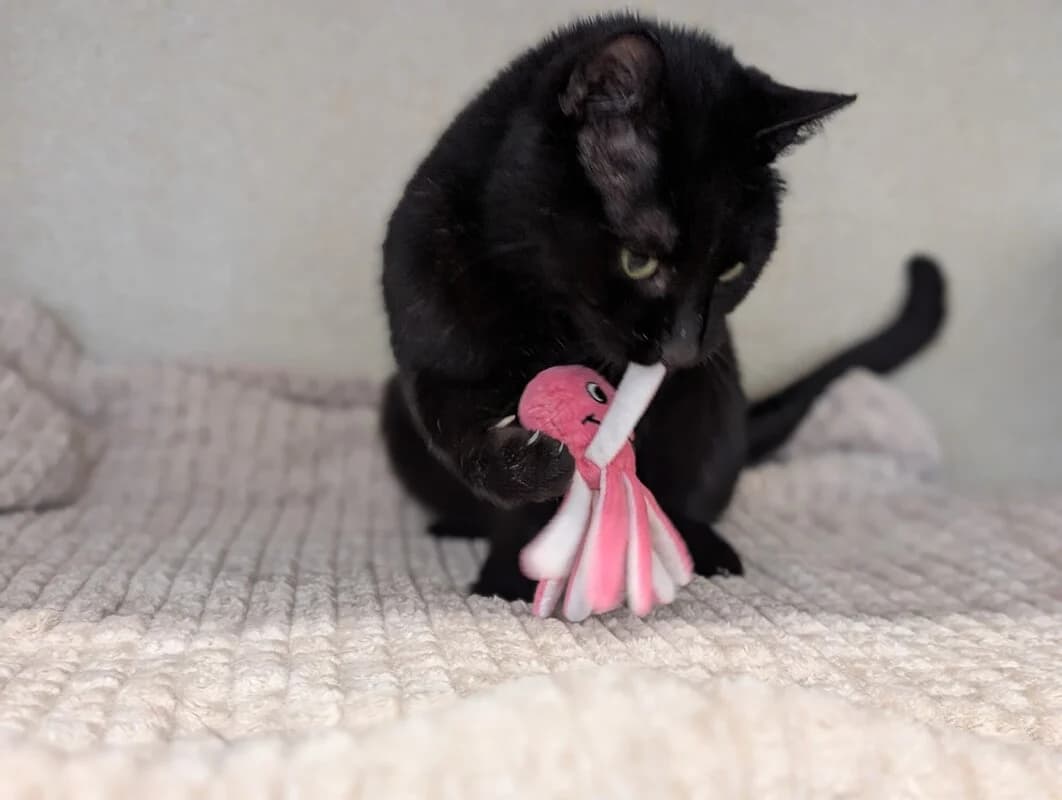 Jet, male senior Mixed Breed Cat for adoption at Edinburgh Dog and Cat Home, Edinburgh