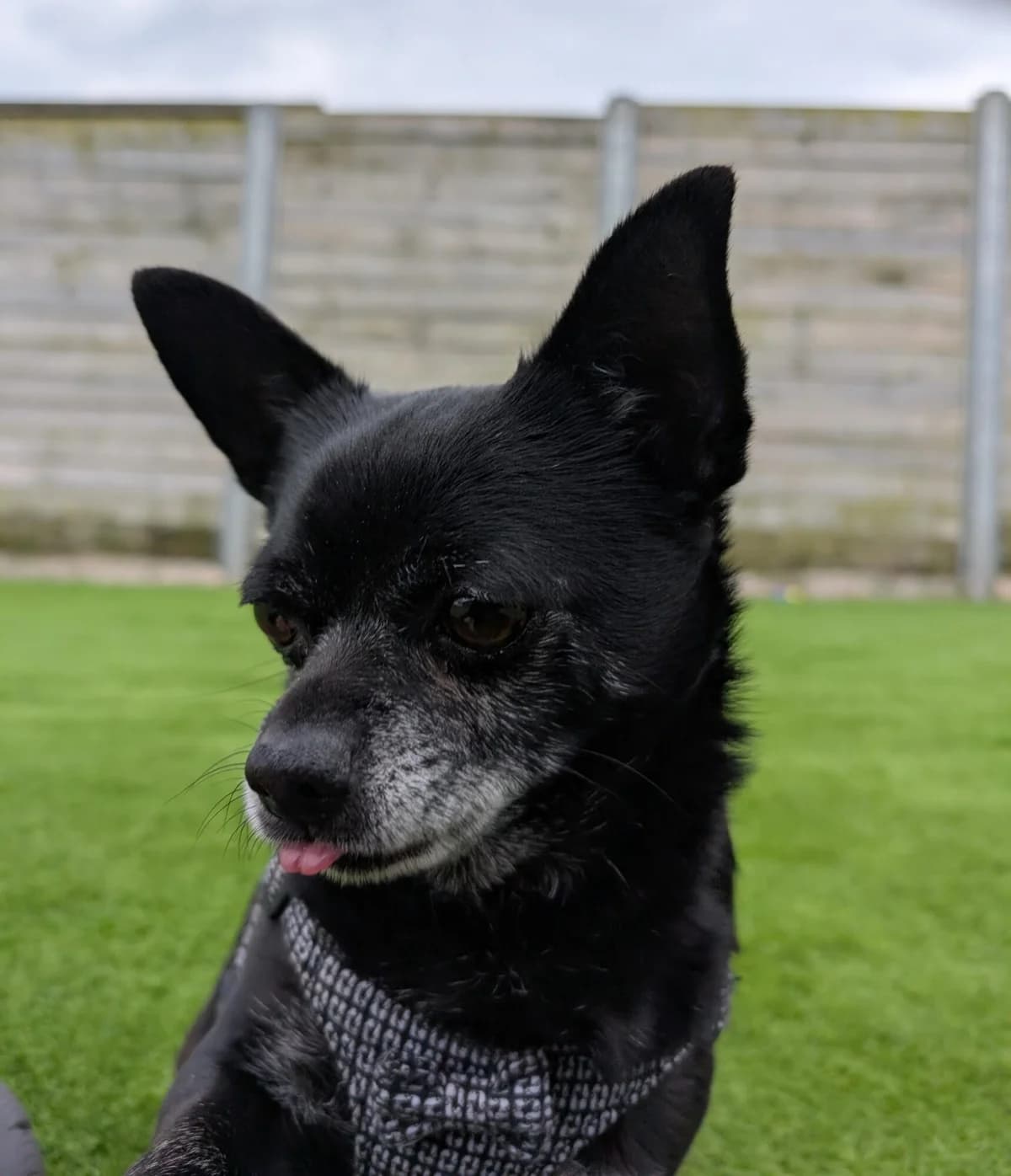 Joob, male senior Chihuahua for adoption at Edinburgh Dog and Cat Home, Edinburgh