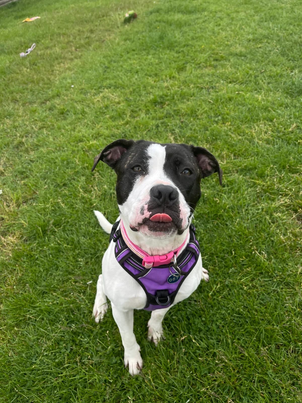 Judy, female young English Bulldog for adoption at Edinburgh Dog and Cat Home, Edinburgh