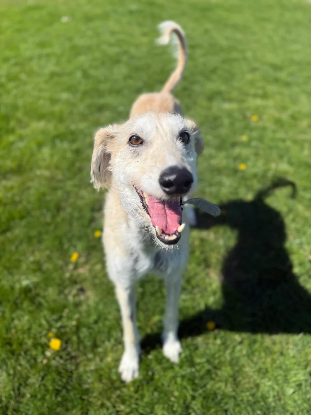 Keith, male Lurcher for adoption at Edinburgh Dog and Cat Home, Edinburgh