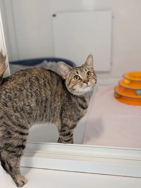 Lacey, female puppy Mixed Breed Cat for adoption at Edinburgh Dog and Cat Home, Edinburgh